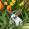 Rabbit and Flowers Spring
