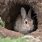 Rabbit in Burrow