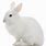 Rabbit in White Background