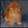 Red Holland Lop