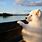 Samoyed Puppy Wallpaper