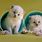 Teacup Ragdoll Cats