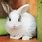 World's Cutest Rabbit