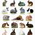 All Breeds of Rabbits