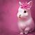 Cool Rabbit Backgrounds