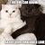 Funny Black and White Cat Memes