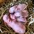 Rabbit Babies Nest