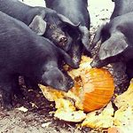 Pigs at Blackberry Farm