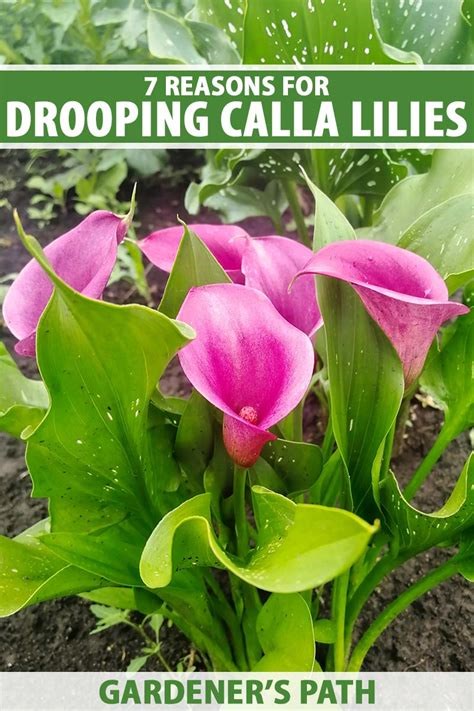 drooping calla lily watering habits