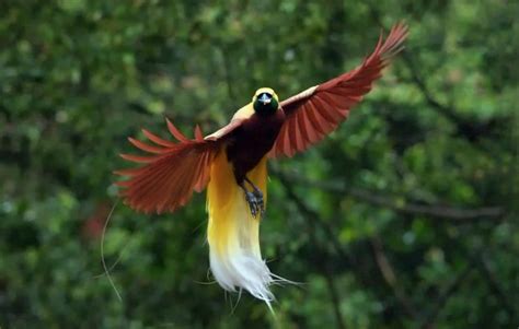 Burung Malon di Indonesia