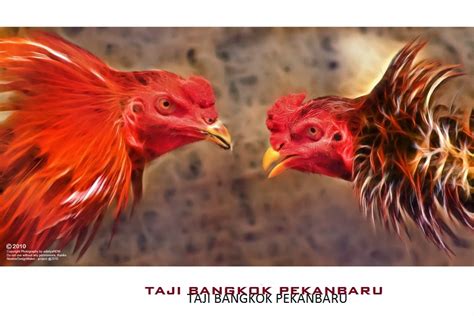 Ayam Bangkok Bertarung Indonesia