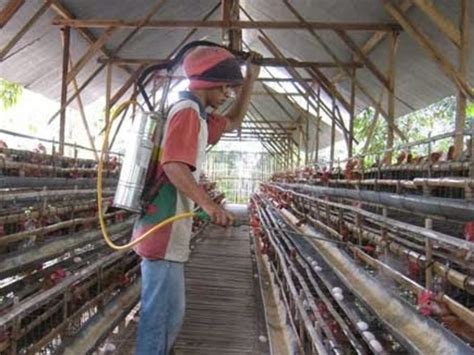 Kondisi sanitasi kandang ayam cacingan Indonesia
