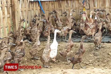 Peternak Bebek Pedaging Indonesia