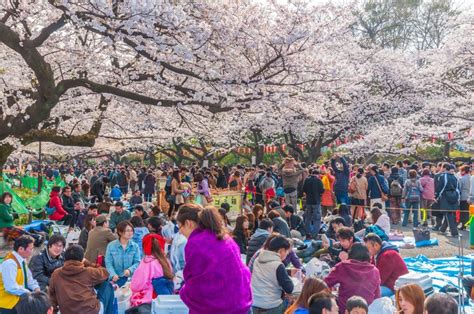 Sakura dalam budaya pop Jepang