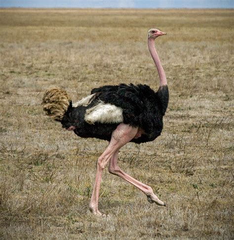 ostrich