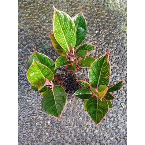 TERNAK: Growing and Caring for Aglaonema Lipstik Greg in Indonesia