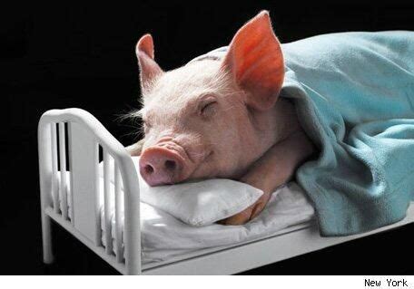 Animal Farm pigs sleeping in beds