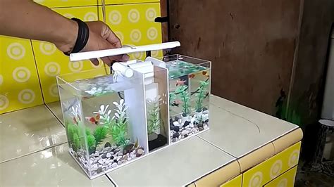 Aquarium ikan cupang air berdaki