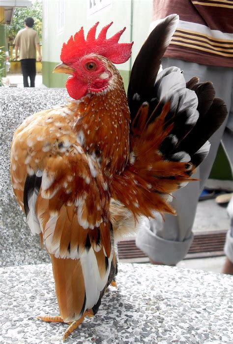 Ternak Kandang Ayam Hias: Memelihara Hewan Peliharaan yang Menarik di Indonesia