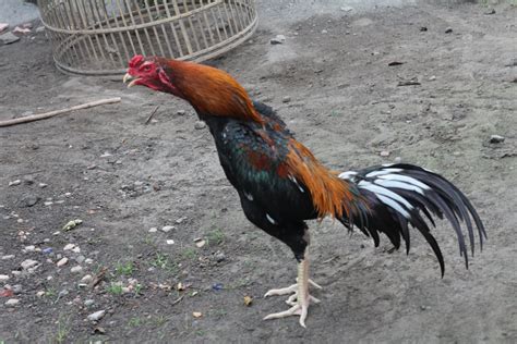 Ayam Jago Indonesia