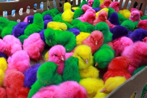 Ayam Warna Warni