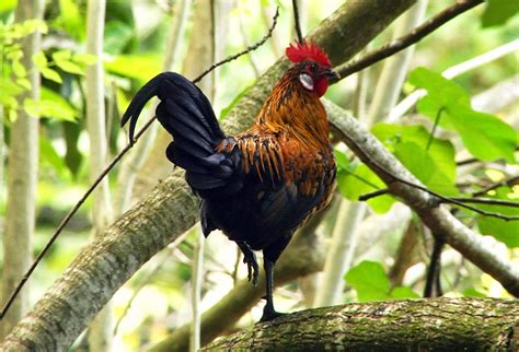 Ayam Merah Hidup