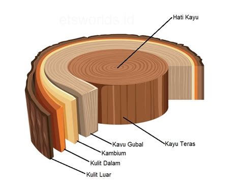 Bagian-bagian Utama pada Kayu