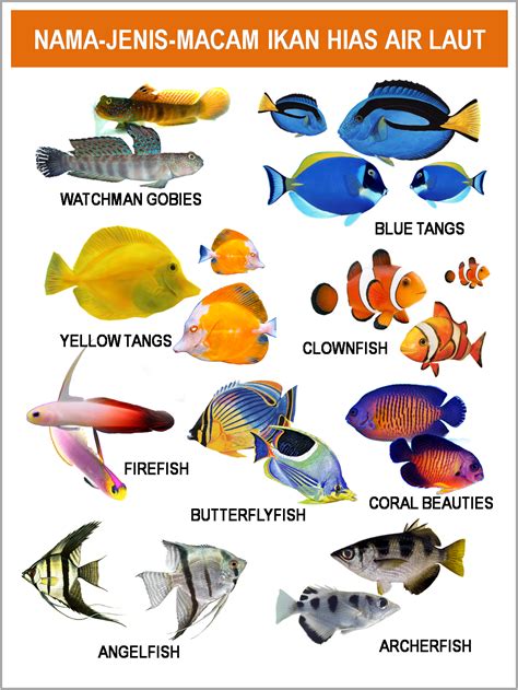 Beragam Jenis Ikan yang Mengagumkan dalam Laut Kita
