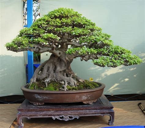 Exploring the Art of Bonsai in Indonesia: A Parapuan’s Guide to Learning