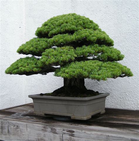 Pohon Bonsai Pinus
