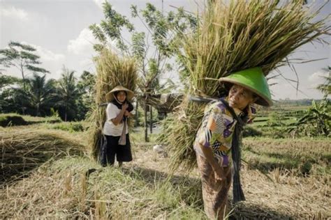 Budaya Bertani di Indonesia