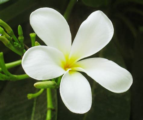 Bunga Daun Putih Indonesia