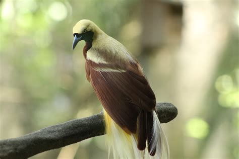 Burung Turuk Indonesia