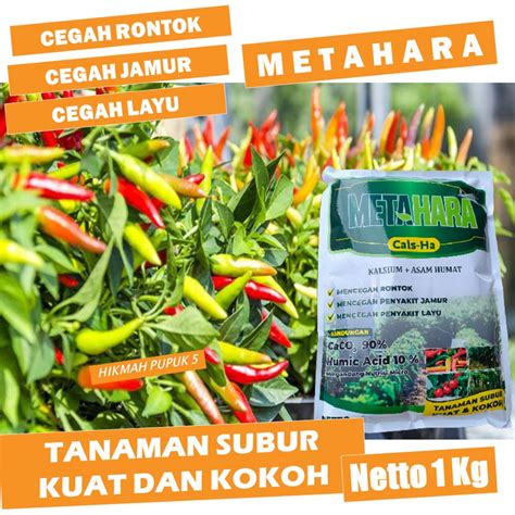 Strategi Terbaik dalam Menanam dan Memanen Jenis Cabe Rawit Cepat di Indonesia