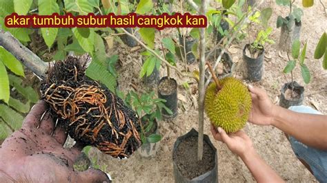 Cara Cangkok Durian in Indonesia