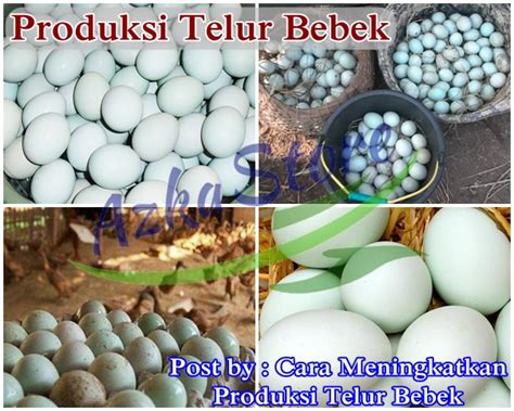Cara Mengatasi Telur Bebek Kecil di Ternak Bebek - KabinetRakyat.com