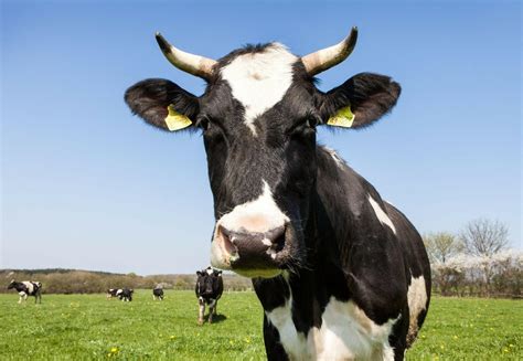 Cows Milk in Animal Farm Image