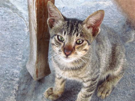 Curious cat in Indonesia