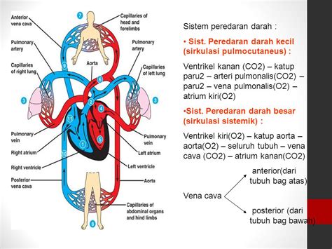 Urutan Peredaran Darah Besar Ditunjukkan oleh Nomor di Indonesia