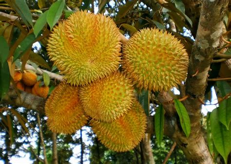 Pertumbuhan Durian Montong