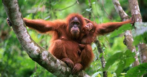 Fauna yang Menyatu dengan Hutan