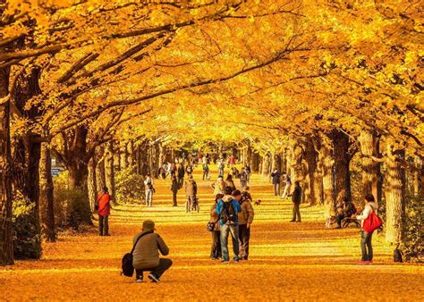 Fenomena Foliage Warna-warni di Jepang