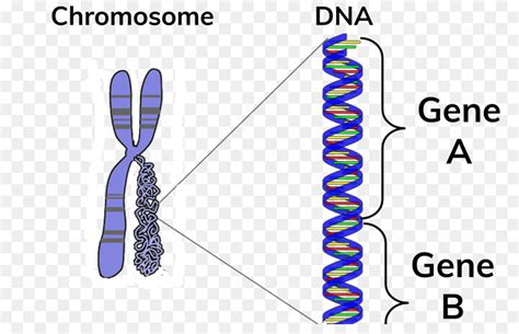 Gambar DNA dan Gen