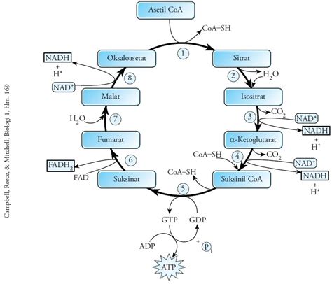 Glikolisis dan Siklus Krebs