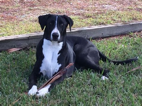 Great Dane Border Collie Mix