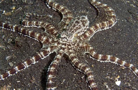 Gurita (Octopus)