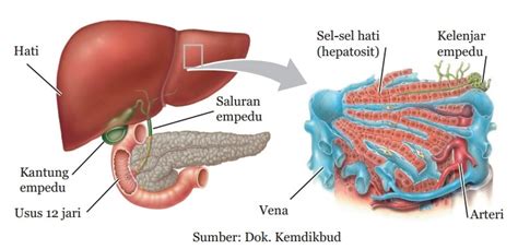 Hati, Organ Ekskresi Penting dalam Tubuh Manusia di Indonesia