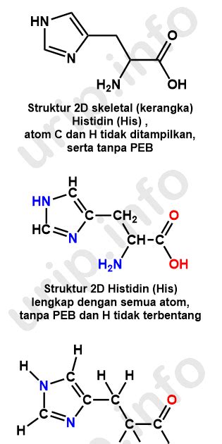 Histidin Adalah in Indonesia