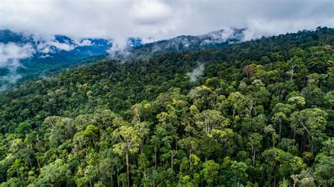 Hutan Indonesia