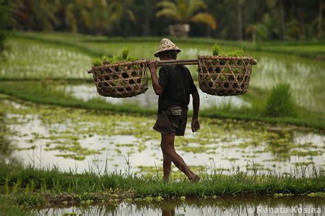 Indonesia farmers carrying baskets